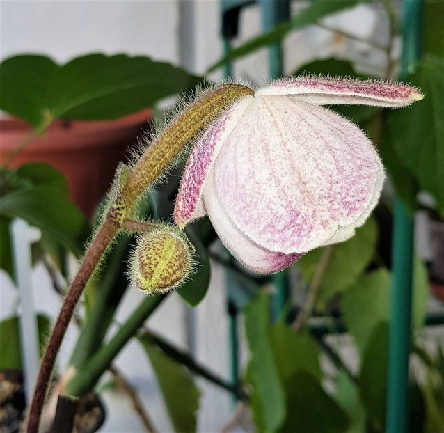  - Paphiopedilum