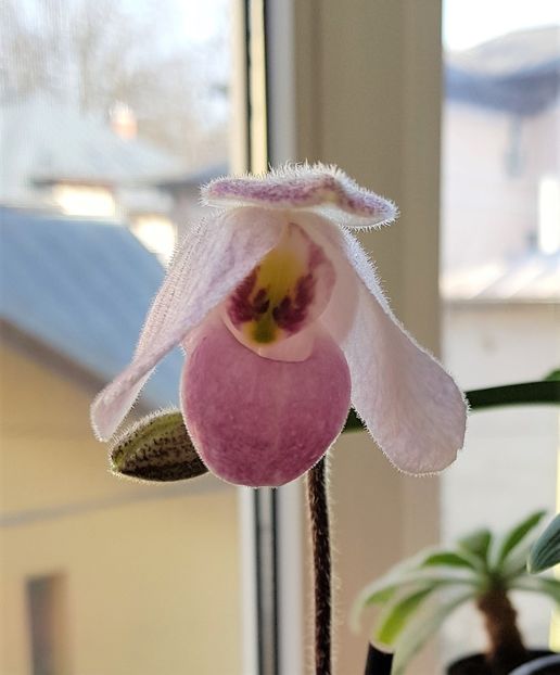  - Paphiopedilum