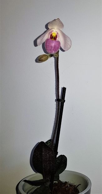  - Paphiopedilum