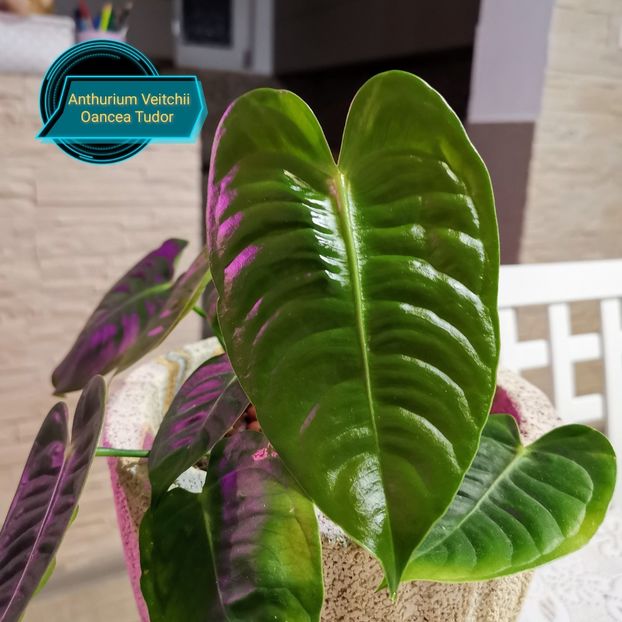 Anthurium Veitchii - Philodendron