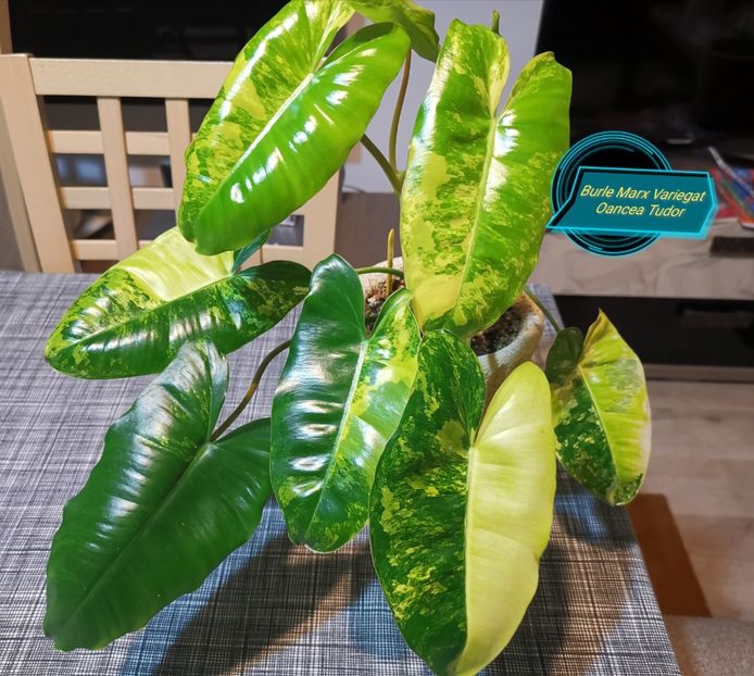Burle Marx Variegat - Philodendron
