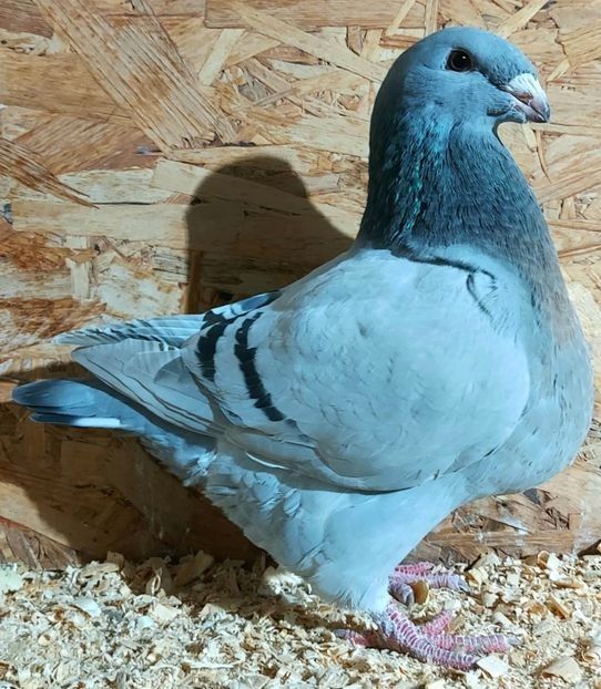  - 3---AGH DAȚI 2019 - 2025