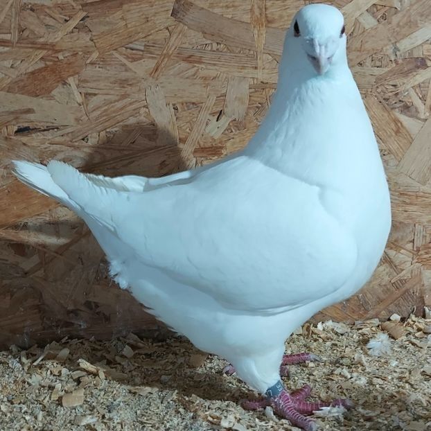  - 3---AGH DAȚI 2019 - 2025