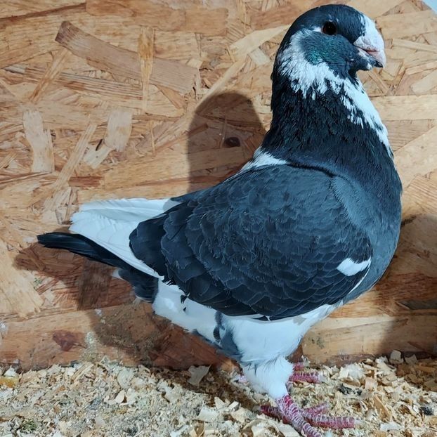  - 3---AGH DAȚI 2019 - 2025