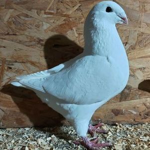  - 3---AGH DAȚI 2019 - 2025