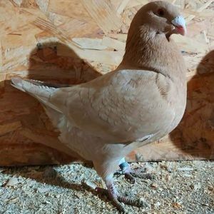  - 3---AGH DAȚI 2019 - 2025