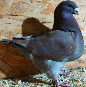  - 3---AGH DAȚI 2019 - 2025