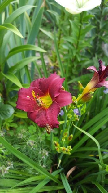  - Hemerocallis