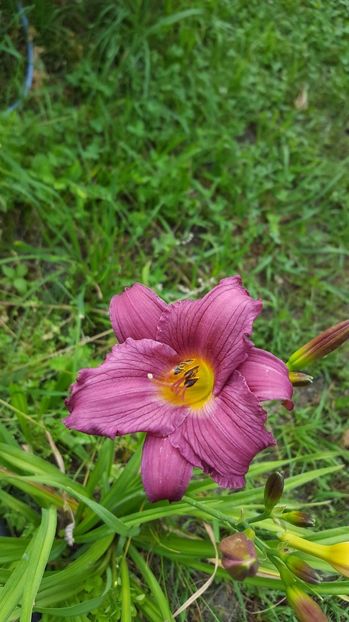  - Hemerocallis