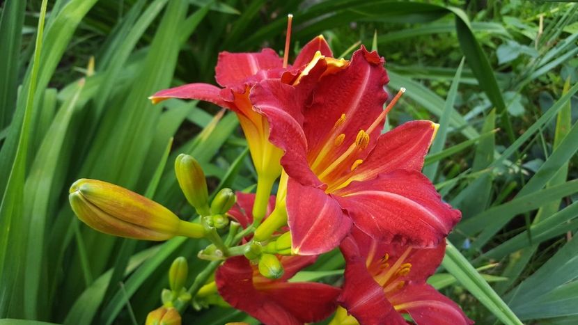  - Hemerocallis