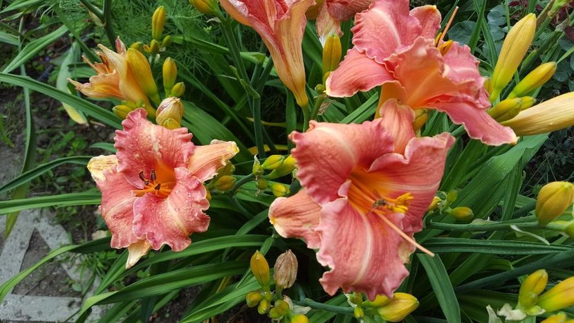  - Hemerocallis