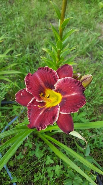  - Hemerocallis