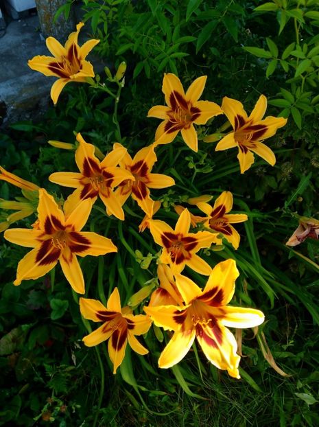  - Hemerocallis