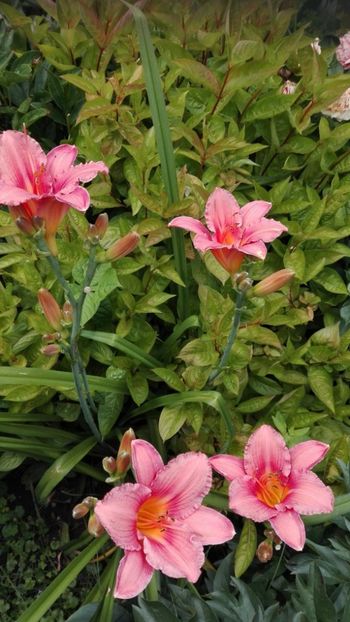  - Hemerocallis