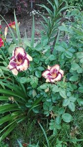  - Hemerocallis