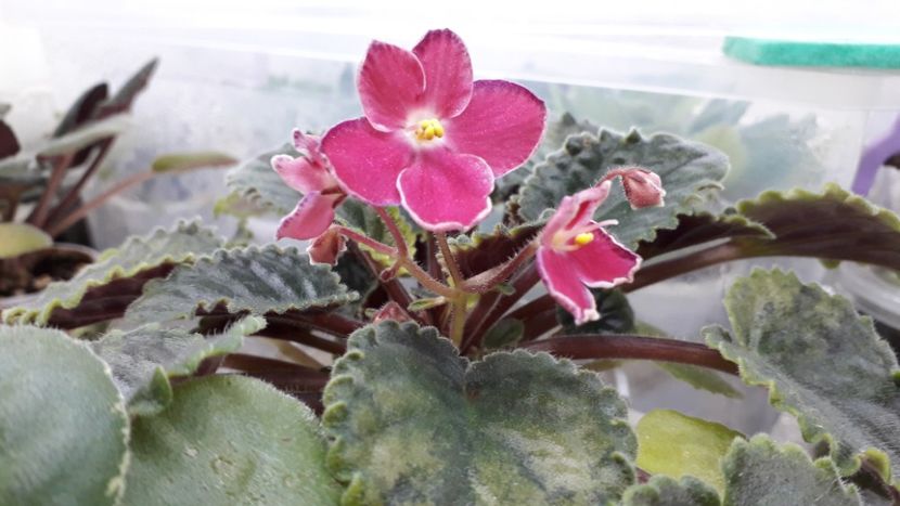  - Mac s Scorching Sun