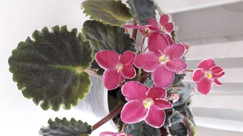  - Mac s Scorching Sun