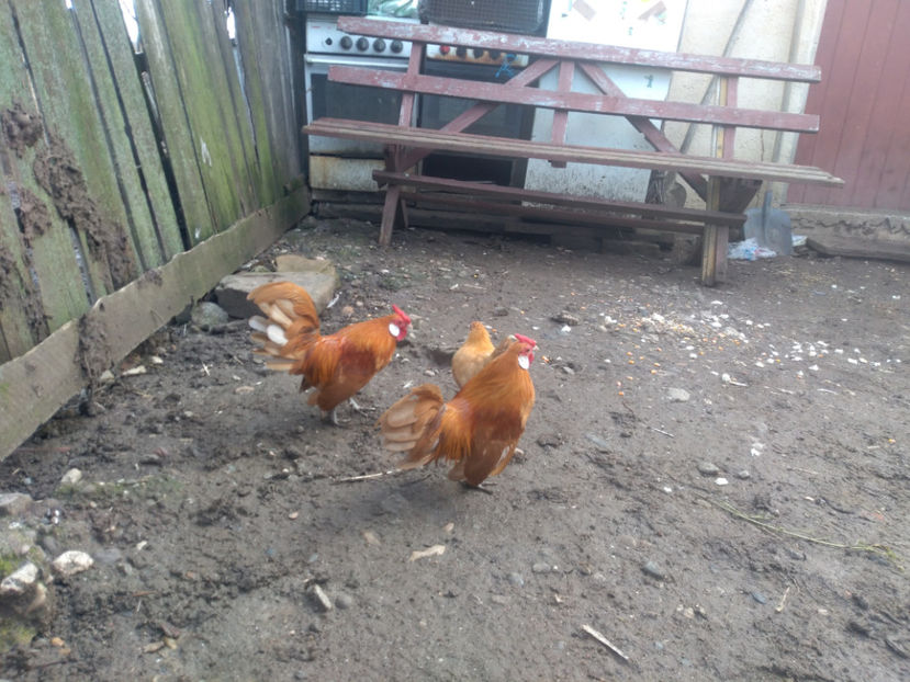 un cocos bantam 2020 100 lei - Porumbei  vinduti