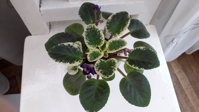  - Mac s Smoldering Sapphire