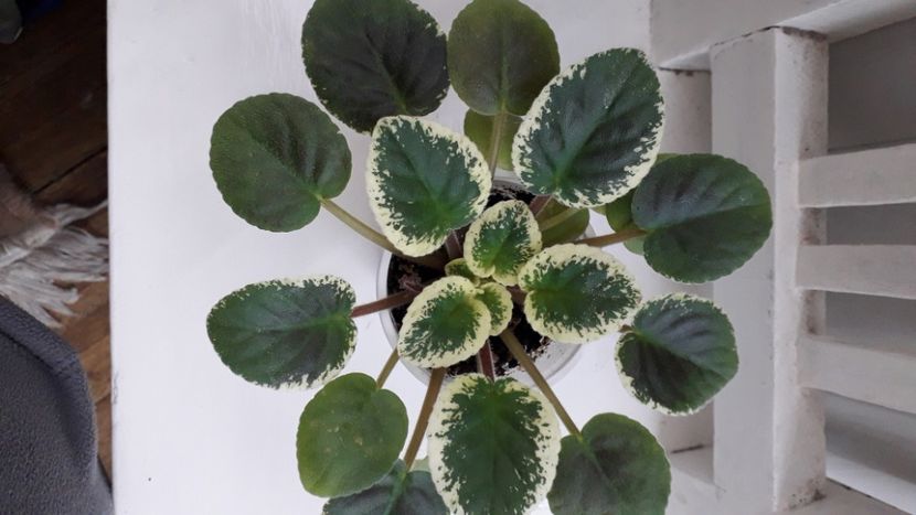  - Mac s Smoldering Sapphire