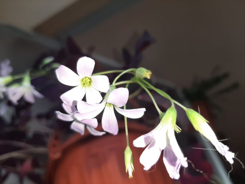  - Florile mele martie 2021