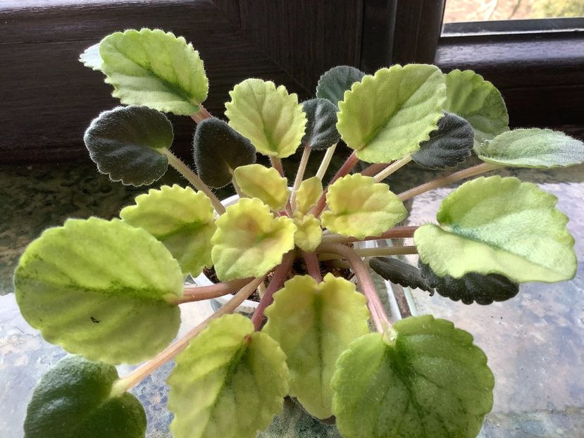 865EA8A0-D74B-4372-B396-1E04D2E74FA0 - Mac s Scorching Sun