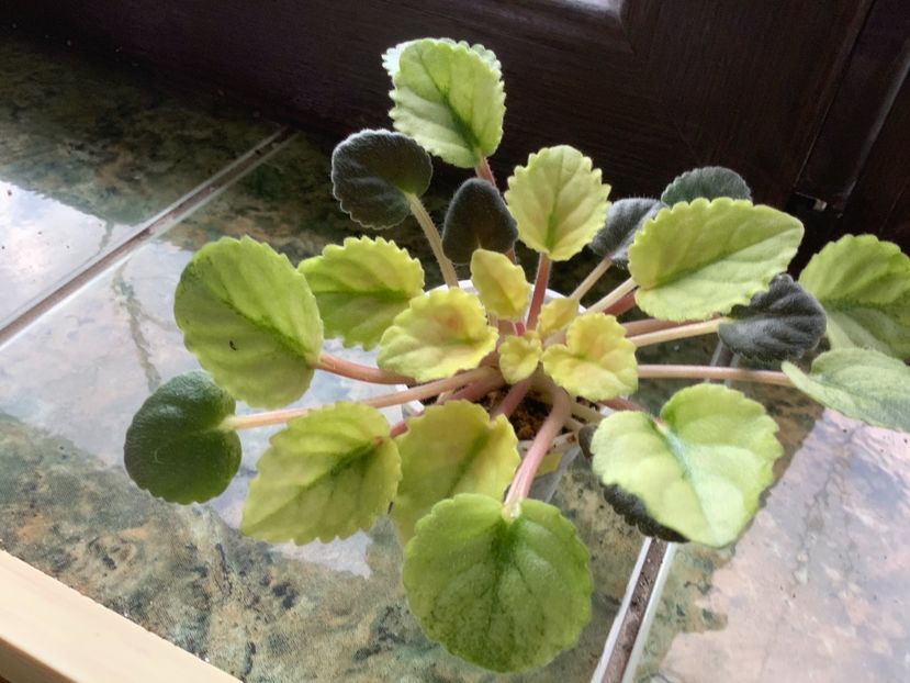 331B65A9-4377-4D9B-8FE8-B5CC07E76A00 - Mac s Scorching Sun