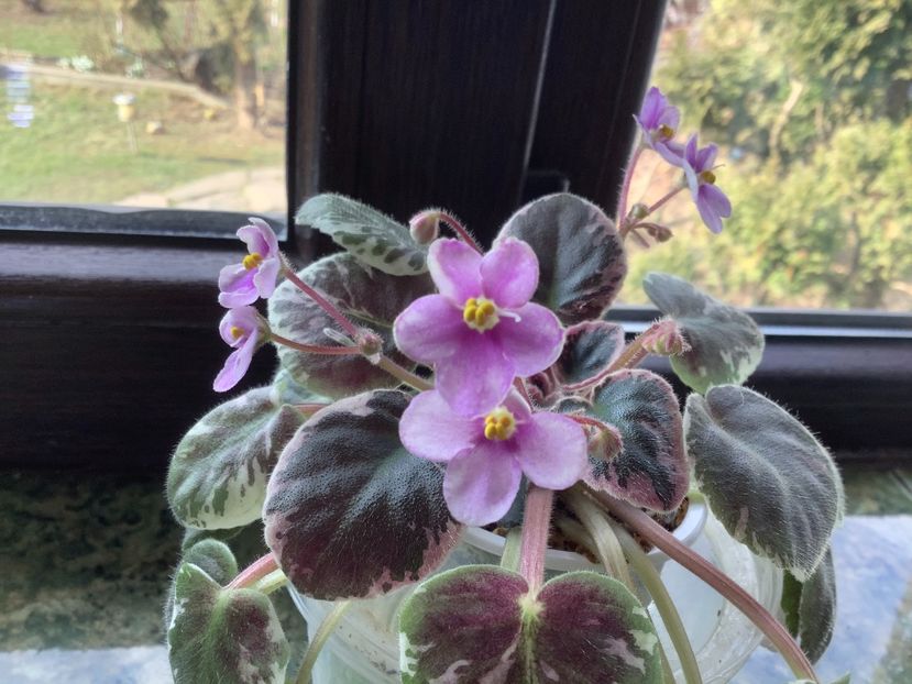 5EDD7612-E426-49D3-8C8A-DBB58B09F4AD - Flashy Angel