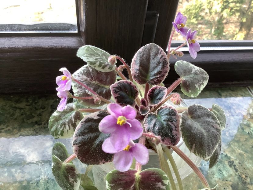 A2264239-785D-4685-A5BE-28CCA2746FA3 - Flashy Angel