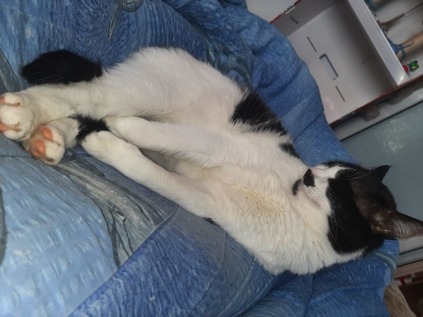  - Pisicii mei in martie 2021