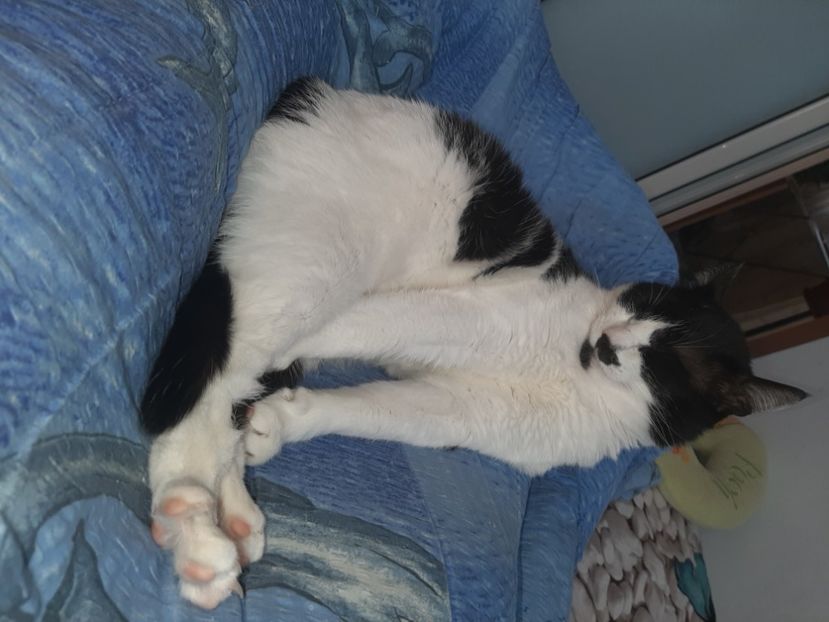  - Pisicii mei in martie 2021