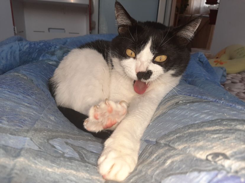  - Pisicii mei in martie 2021