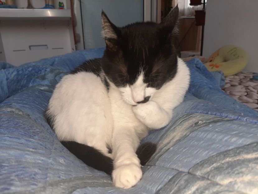  - Pisicii mei in martie 2021