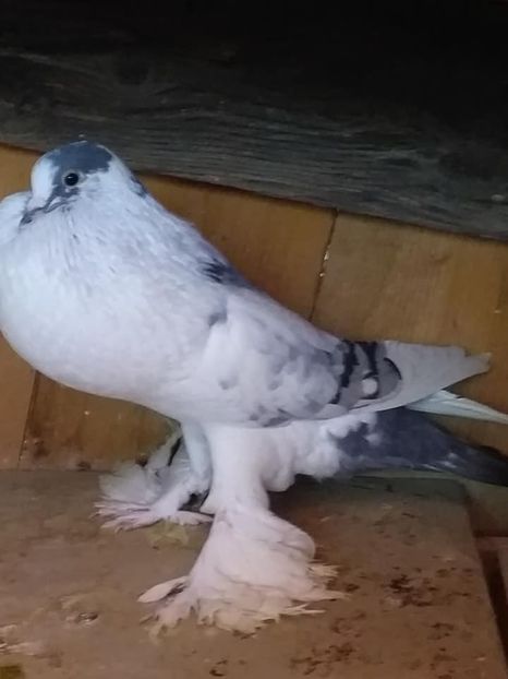 vândut lui Pavel( Mihalț) - Porumbei VÂNDUȚI