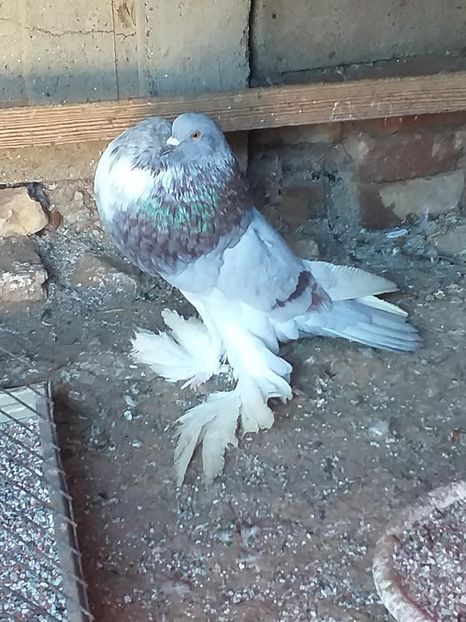 vândut lui Pavel( Mihalț) - Porumbei VÂNDUȚI