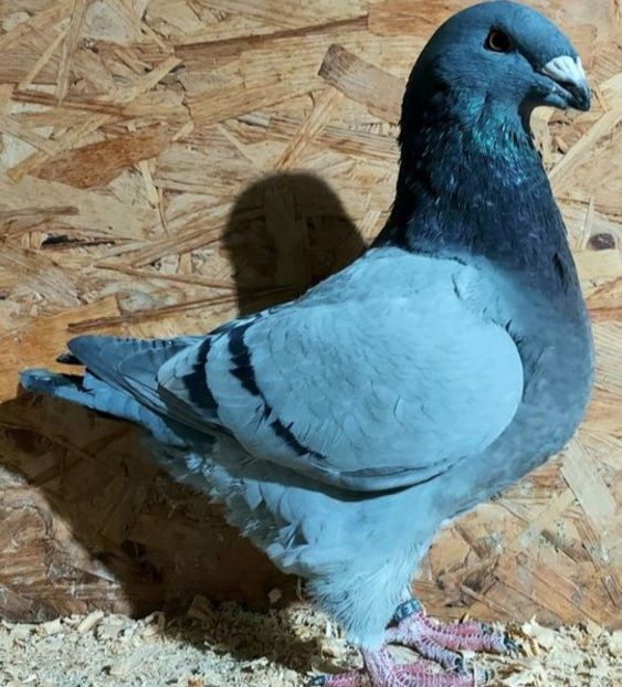  - 3---AGH DAȚI 2019 - 2025