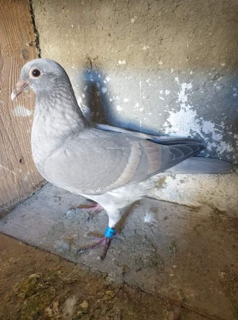  - NU IMI APARTIN ALBUM NR 2