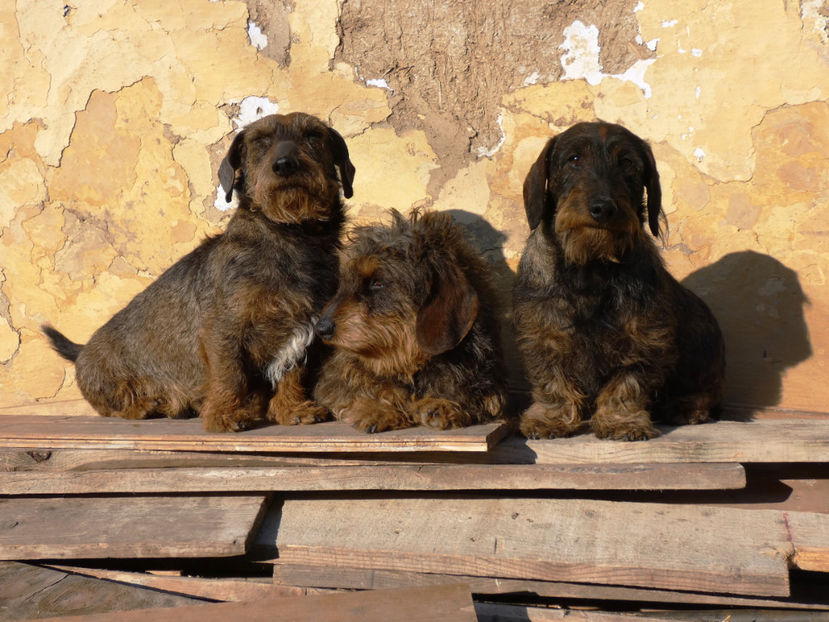 P1070122 - Teckel sarmos