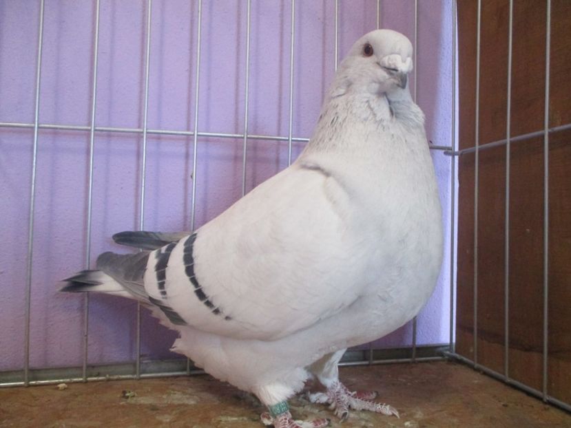 10213-19 - Femele 2021