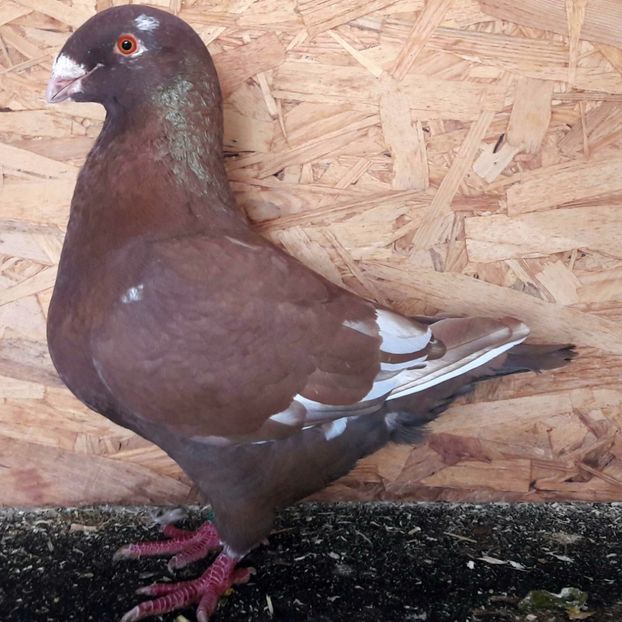  - 3---AGH DAȚI 2019 - 2025