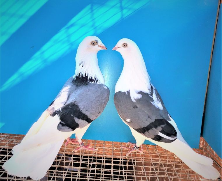 perechea  77 - B - perechi 2021