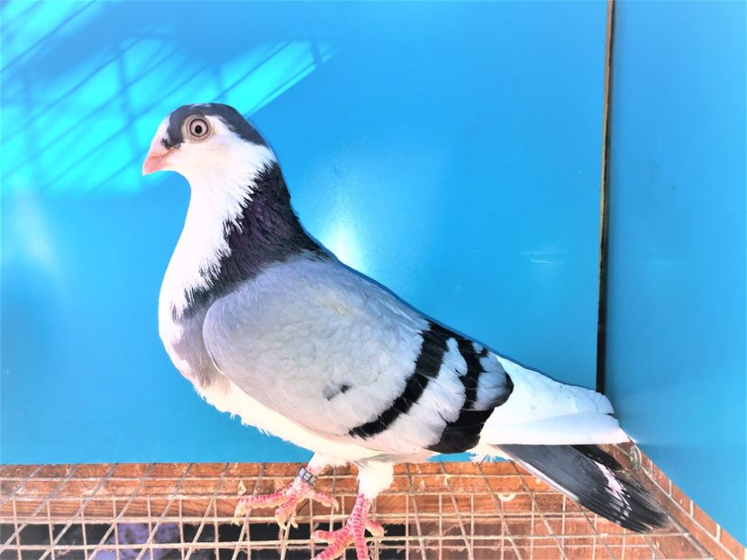 8749  femelă  2020 - Plecați ALBUM 3