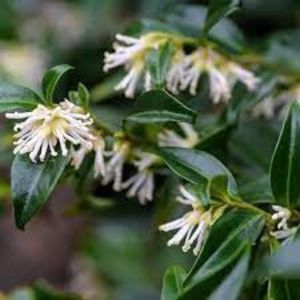 sarcococca confusa(merisor dulce) - Noutati 2021