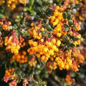 berberis darwinii - Noutati 2021