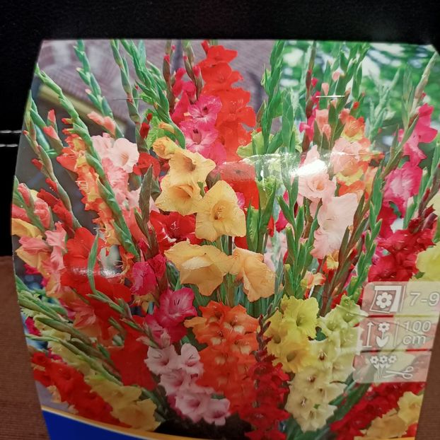 8.03.2021 Gladiole 'Camara Mix' - 1 Achiziție nouă