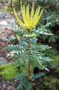 mahonia charity - Noutati 2021