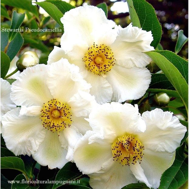 stewartia-pseudocamellia - Noutati 2021