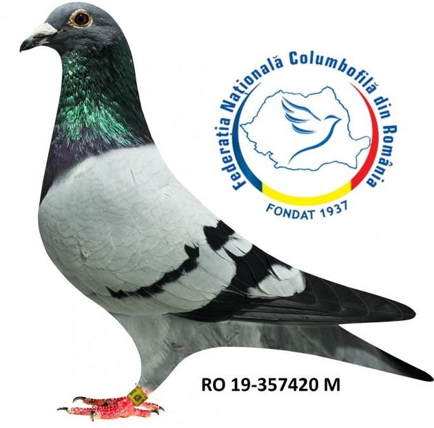 a RO 19-357420 Mx - Matca 2021