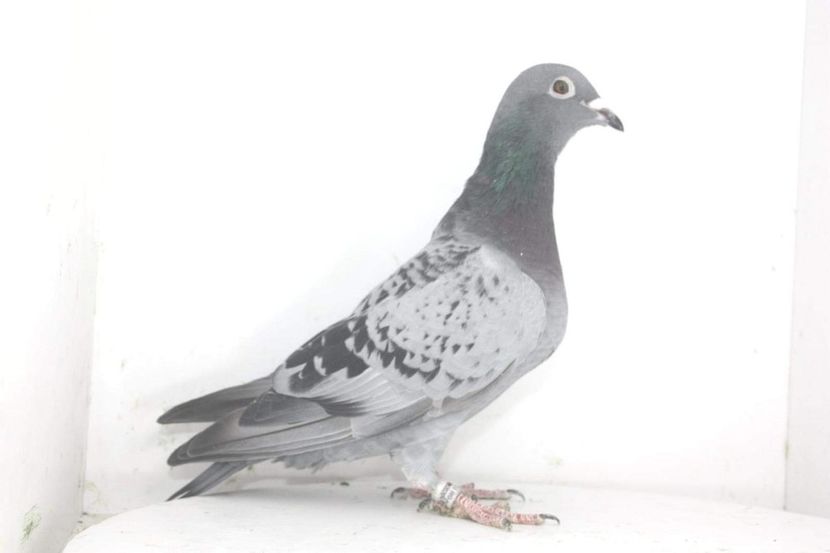 received_2827281784214032 - Matca 2021