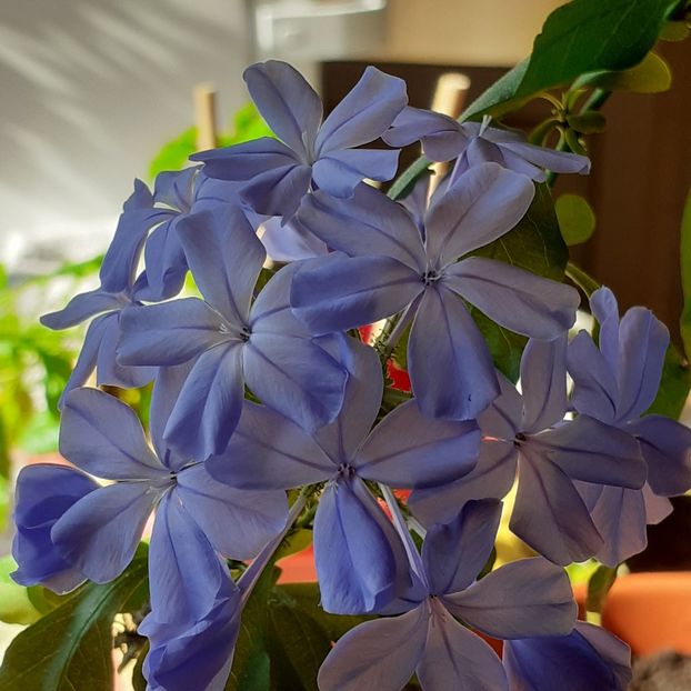 Plumbago - 002Flori de primăvară 2021